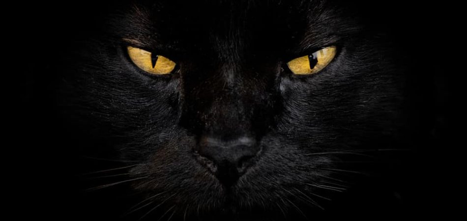Close,Up,Of,A,Black,Cat,With,Yellow,Eyes