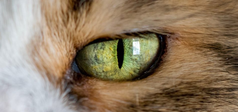 Sehen Katzen Farben? Das Katzenauge erklärt