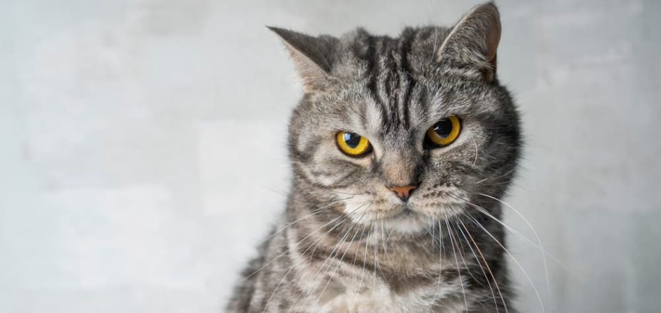Nachtragende Katze, die vorwurfsvoll guckt