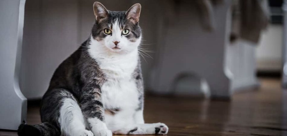 Übergewicht bei Katzen