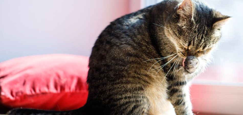 Eine Katze putzt sich um Stress abzubauen - eine typische Übersprungshandlung bei Katzen