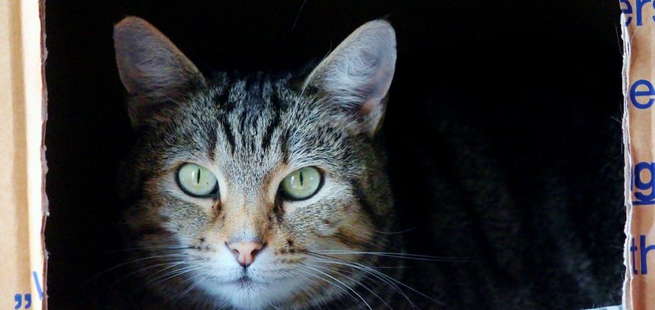 Umzug mit Katze