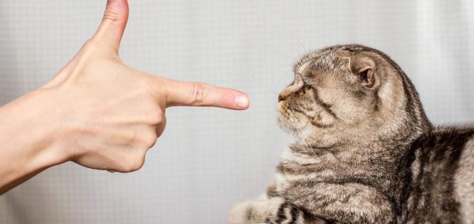 A,Person,In,Anger,Pokes,The,Index,Finger,In,A