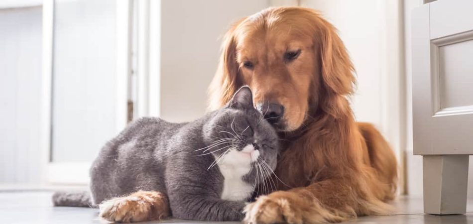 Versicherung für Katze und Hund