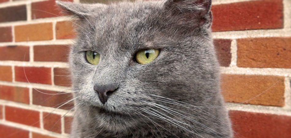 Bild /Foto: Verstopfung Katze