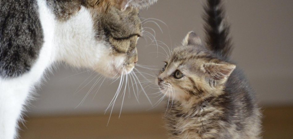 Bild / Foto: Wann sind Katzen ausgewachsen