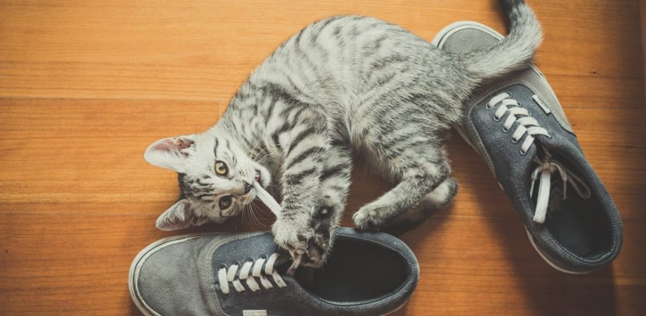 Warum lieben Katzen Schuhe