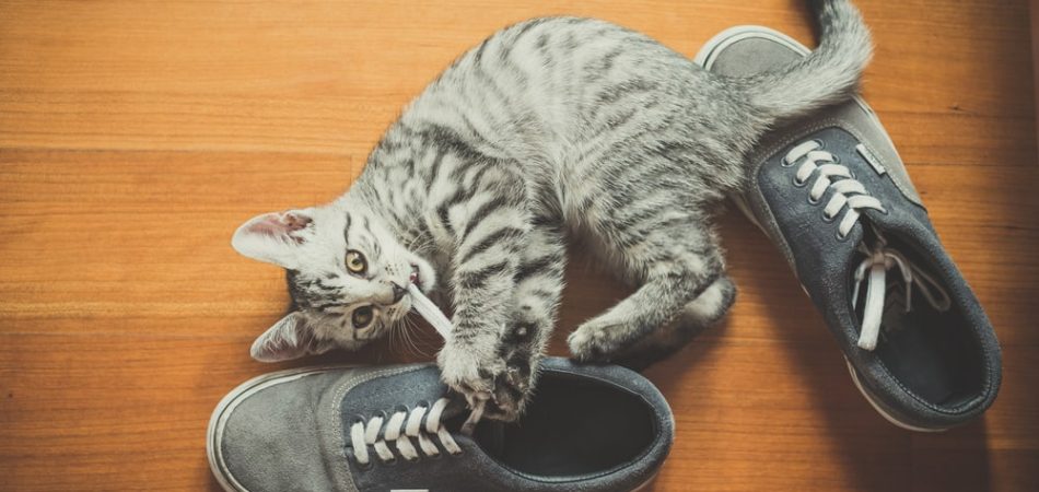 Warum lieben Katzen Schuhe