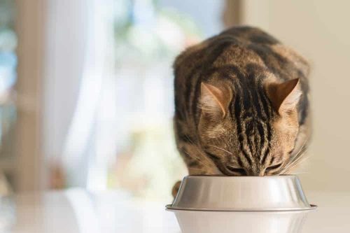 Wie alt können Katzen werden
