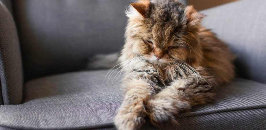 Wie alt werden Katzen?   Tipps für ein langes Katzenleben