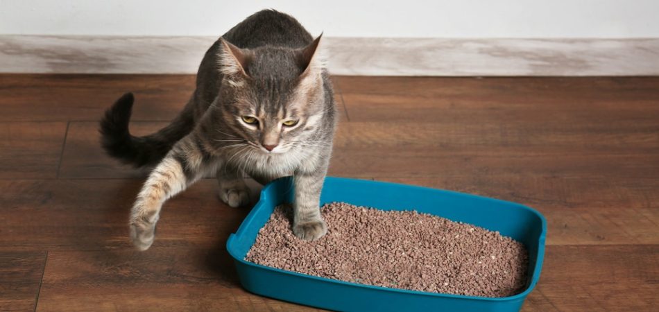 Wie oft gehen Katzen aufs Klo?