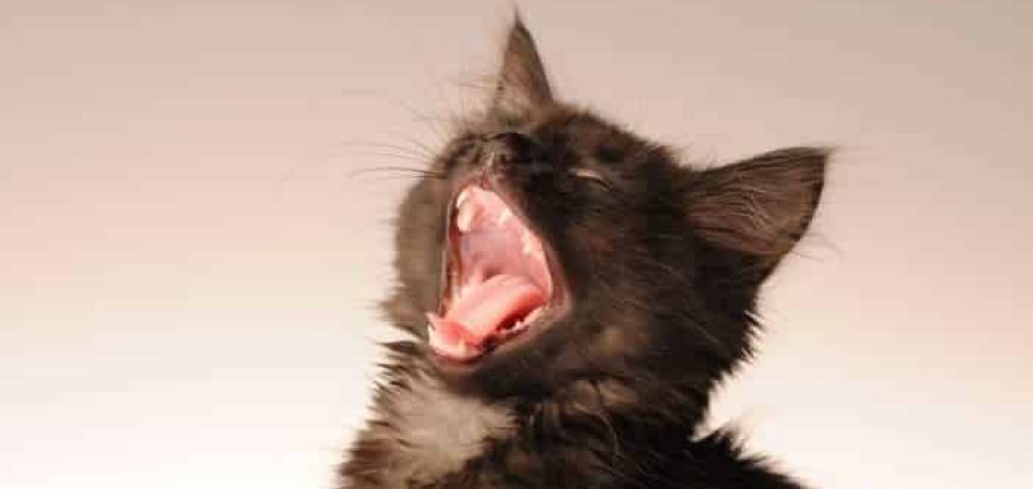 Zahnwechsel Katze