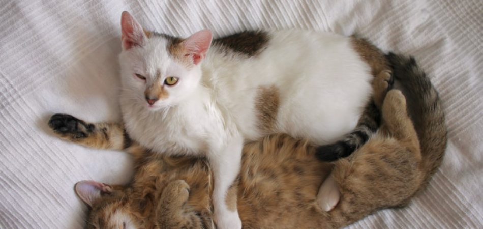 Bild: Zwei Katzen oder eine? Bitte keine Katzen Einzelhaltung!
