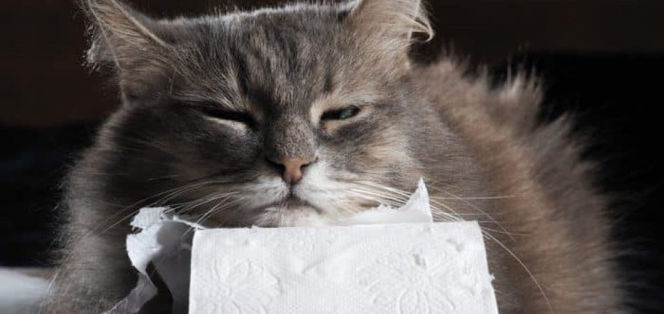 Durchfall bei Katzen