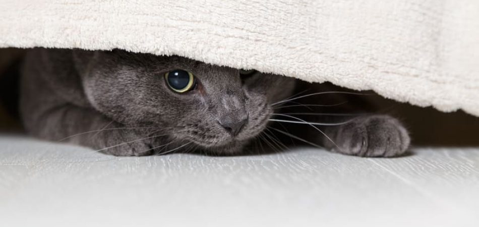 Katze ängstlich
