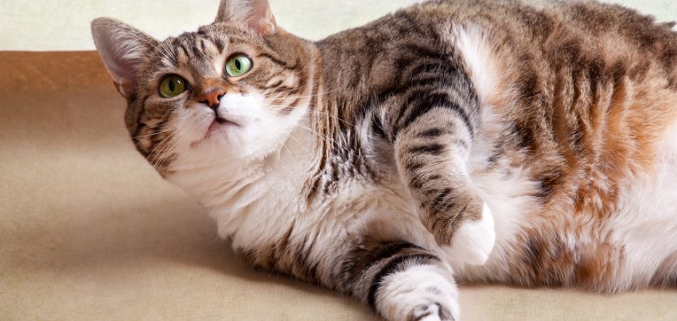 Katze Diät - Dicke Katze liegt auf dem Boden. Deutlich sind die Fettpolster zu sehen