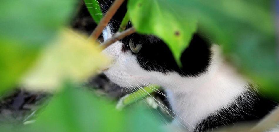 Katze entlaufen / vermisst