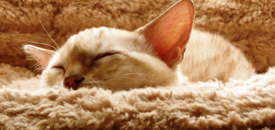 Katze Fieber Messen