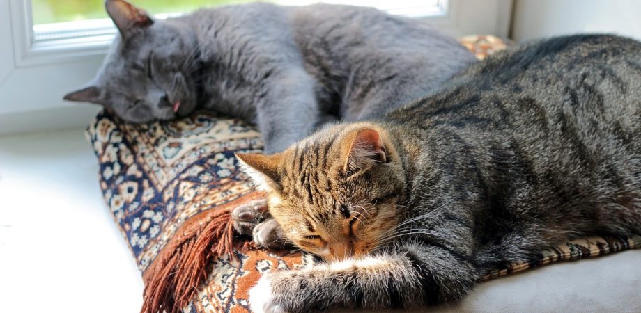 Katzen aneinander gewöhnen - 5 Tipps