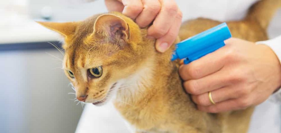 Katzen Chippen / Mikrochip