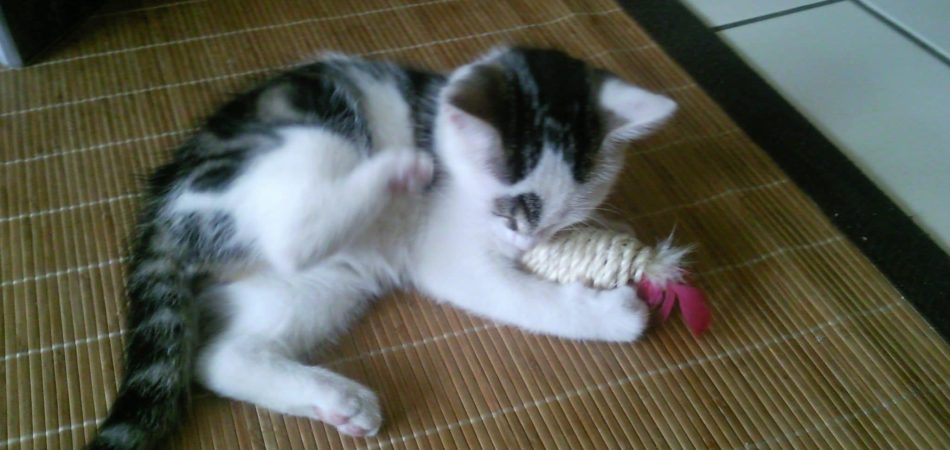 Grundausstattung für eine Katze