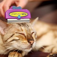 Katzenhaare entfernen bürsten