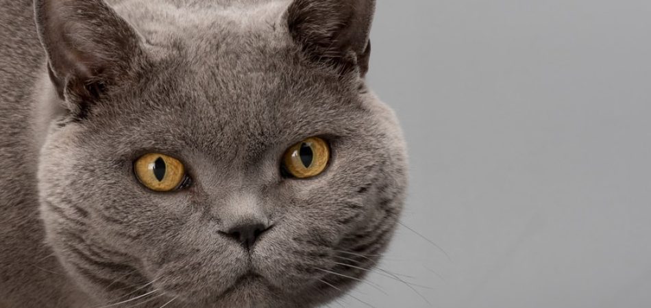 Rassebeschreibung Britisch Kurzhaar-Katze
