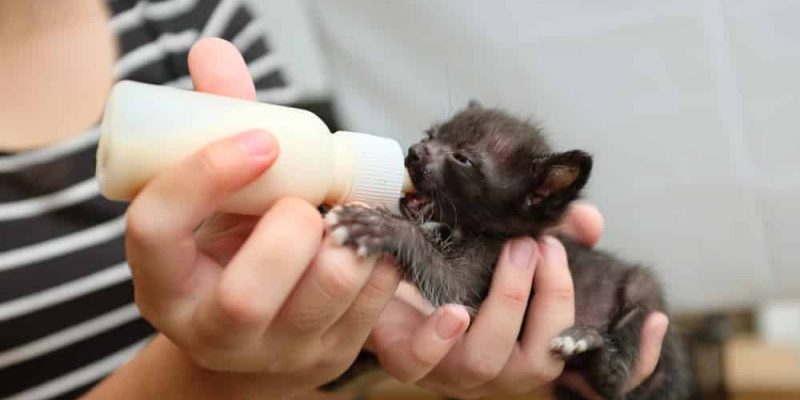 Katze Aufzuchtmilch Katze Aufzuchtmilch
