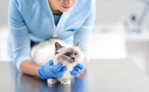 Katze Vorsorgeuntersuchung Tierarzt
