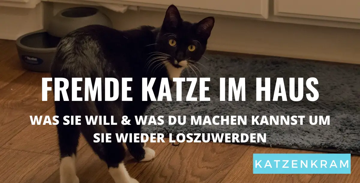 41+ Best Fotos Katze Im Haus Halten KatzenRoboter sind