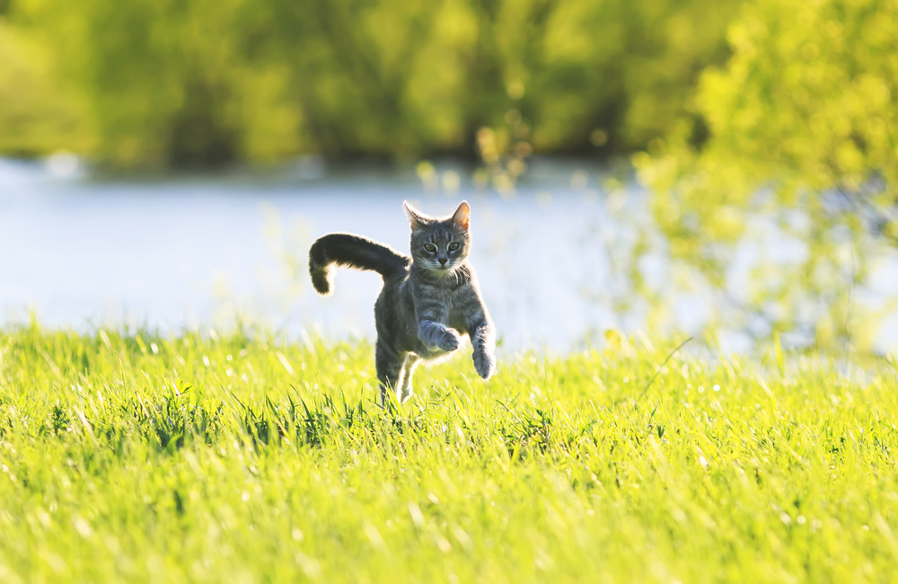 Graue Katze läuft lebendig über eine grüne Wiese – Symbol für Gesundheit durch artgerechte Ernährung