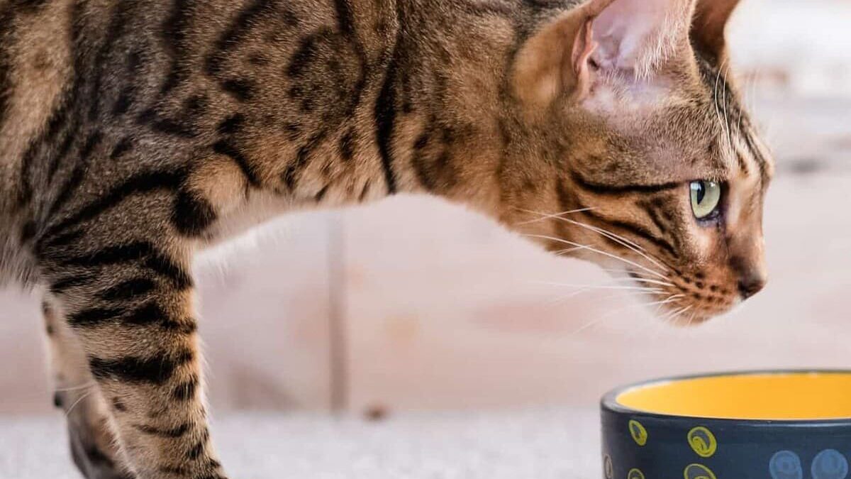 Wie erkennt man gutes Katzenfutter?