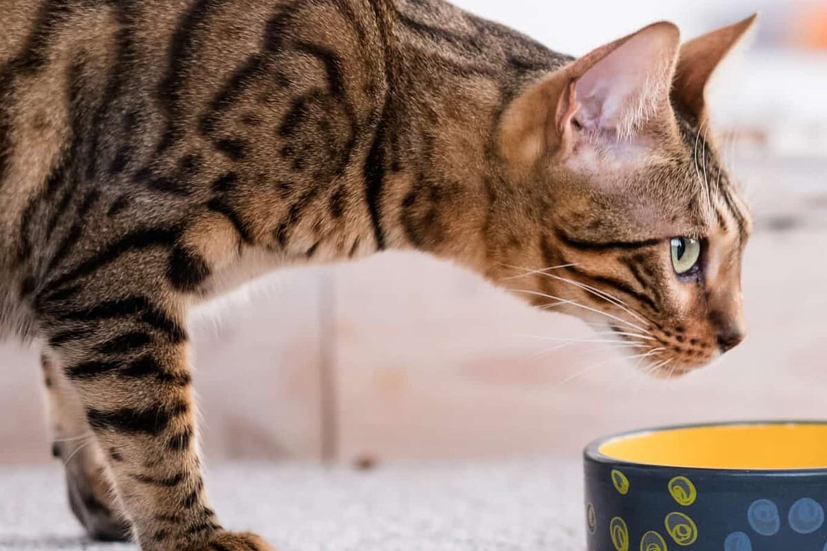 Wie erkennt man gutes Katzenfutter?