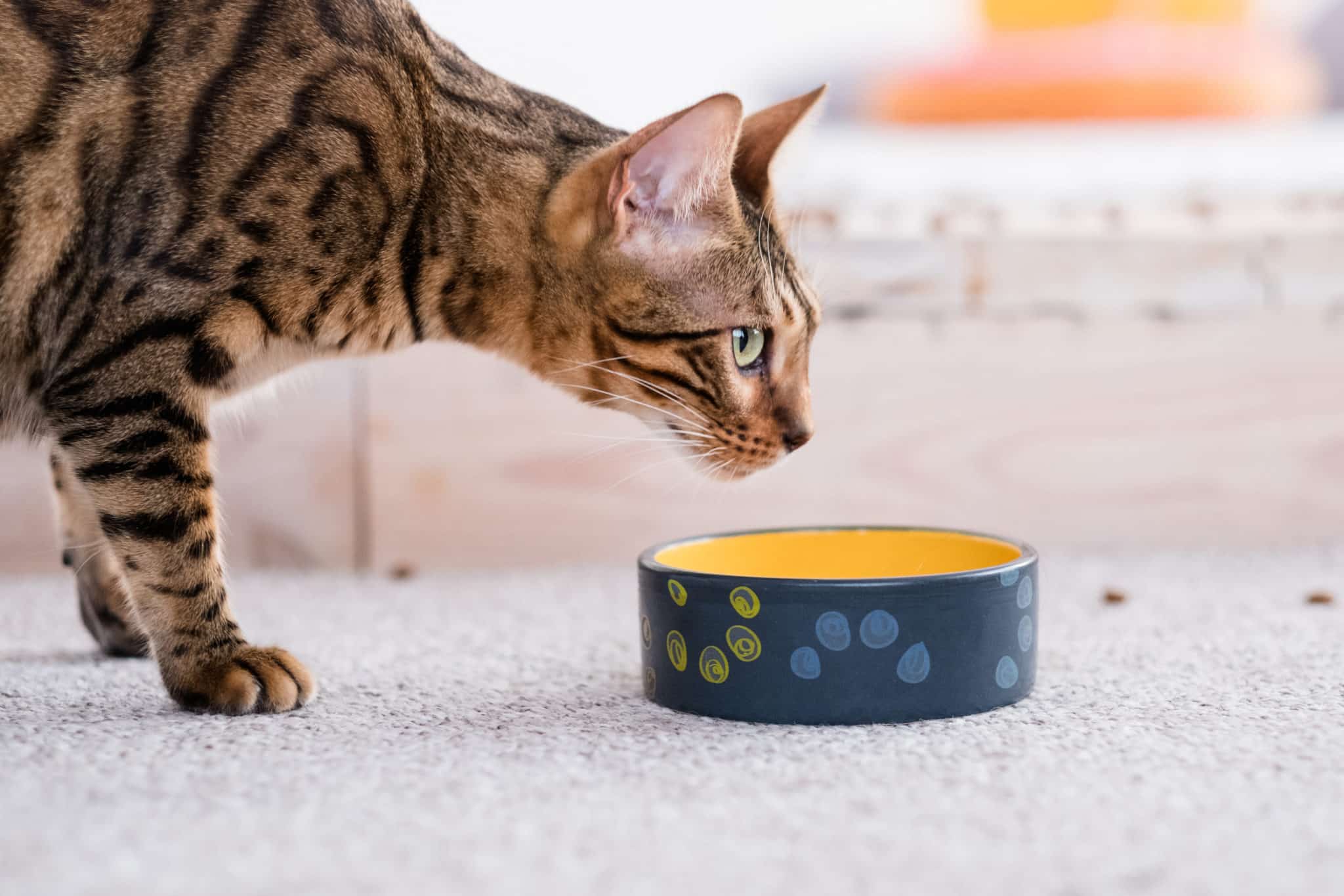 Wie erkennt man gutes Katzenfutter?