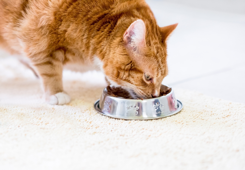 Kastrierte Katze frisst Nassfutter aus Edelstahlnapf