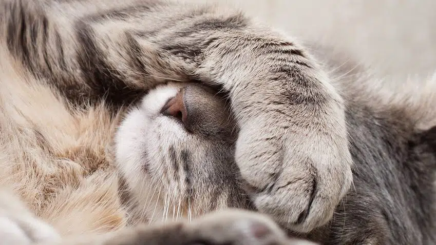 Katze frisst nicht