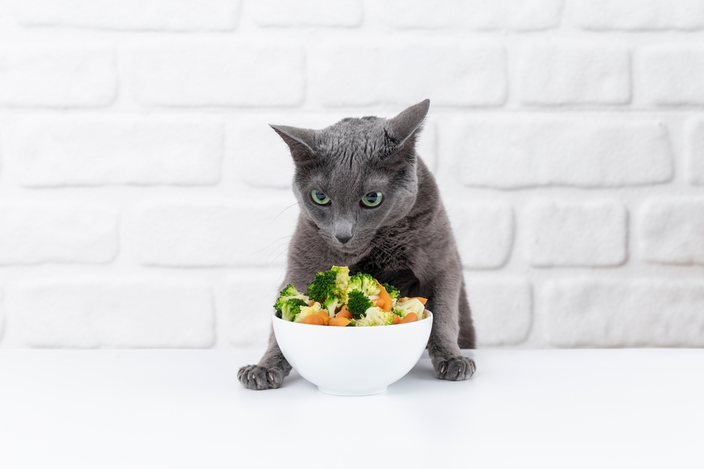 Graue Katze sitzt vor einem Napf mit Brokkoli und Gemüse – symbolische Darstellung zum Thema vegane Katzenernährung