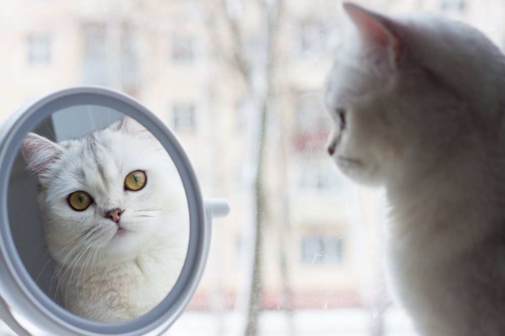Weiße Katze blickt scheinbar desinteressiert in einen kleinen runden Spiegel, in dem ihr eigenes Gesicht zu sehen ist.