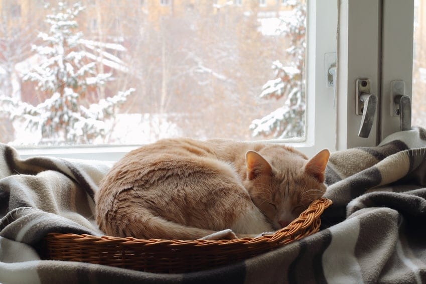 Katze Winter frieren