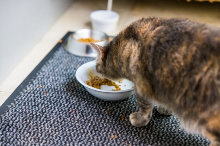 Kastrierte Katze frisst aus weißem Napf