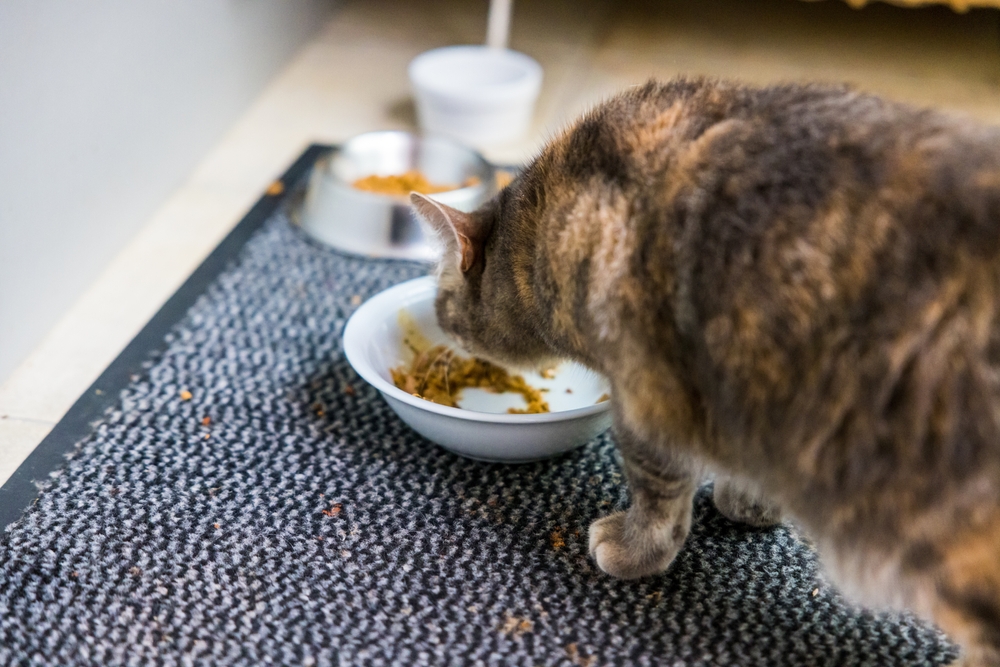 Kastrierte Katze frisst aus weißem Napf