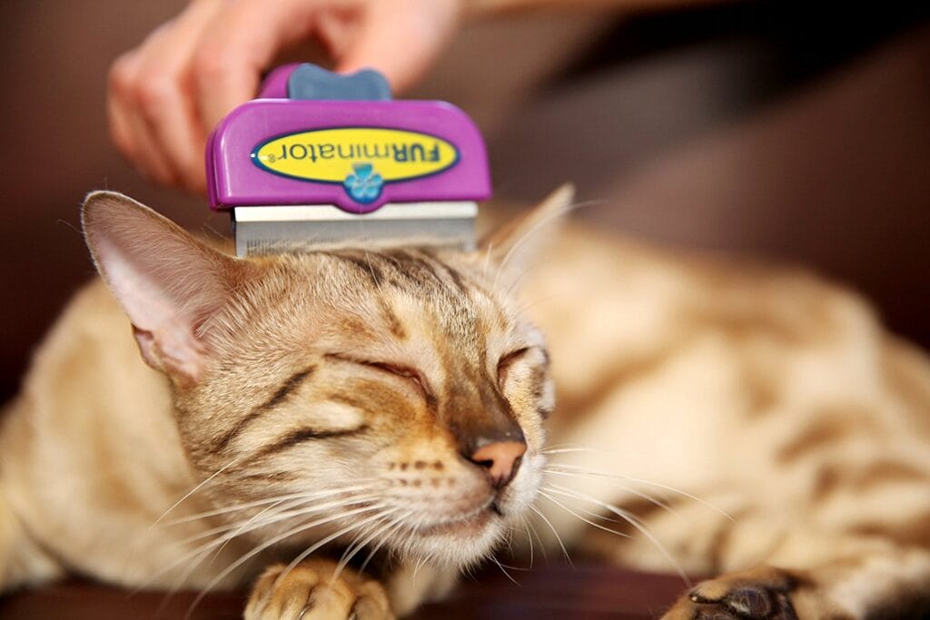 Katzenhaare entfernen bürsten