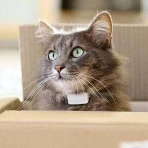 Peilsender Katze Erfahrungen