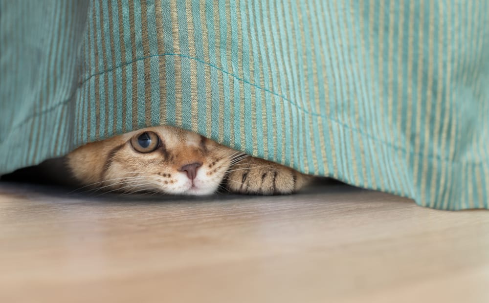 Gestresste Katze versteckt sich unter dem Bett