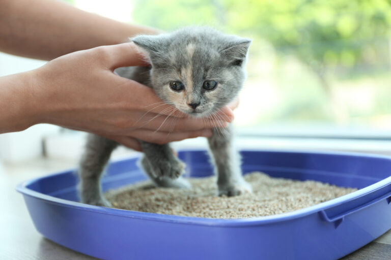 Gewöhnung an das Katzenklo: So bekommst du eine Katze stubenrein