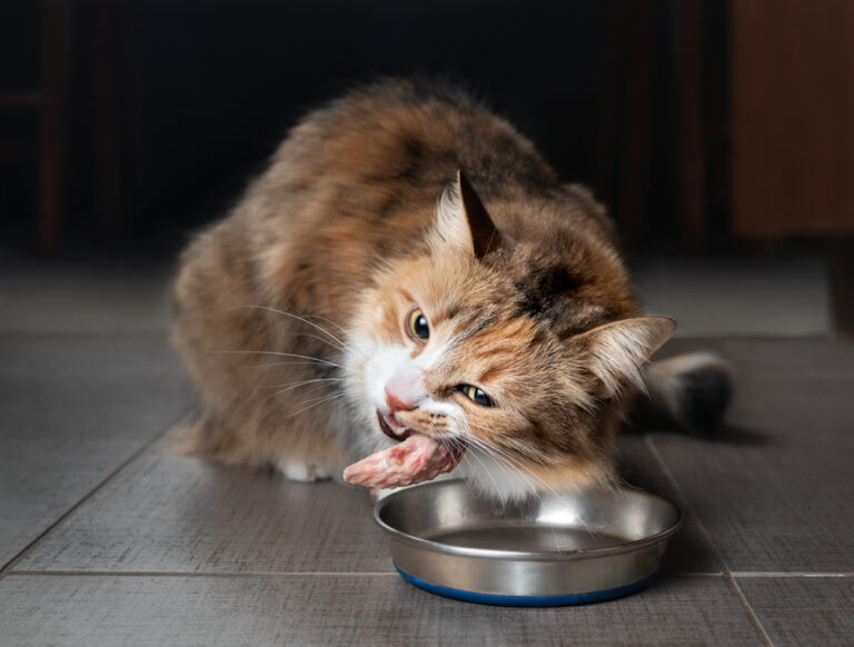 BARFen statt Fertigfutter – Selbstgemachtes, artgerechtes Futter für Katzen