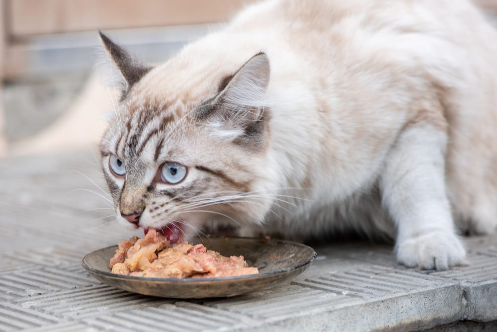 Katze frisst hastig und bekommt Schluckauf