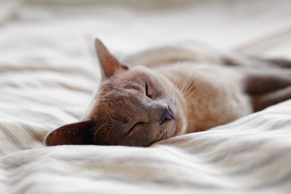 Schonkost für Katzen
