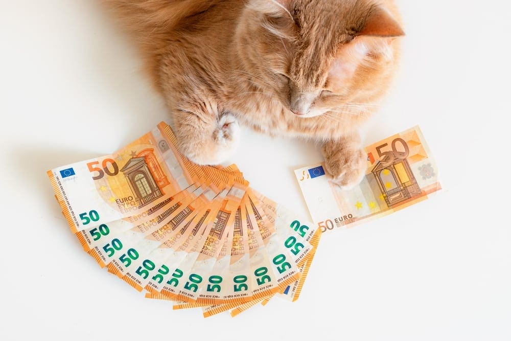 Günstiges Katzenfutter