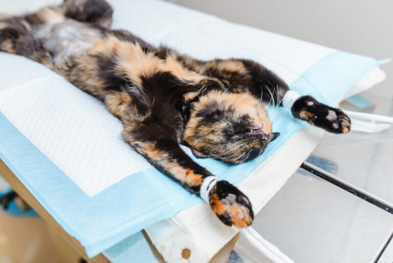Kostenfrage Kastration: Das kann das Kastrieren einer Katze oder eines Katers kosten
